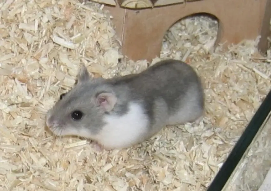 Kleine dsungarische Zwerghamster Dame sucht neues Zuhause