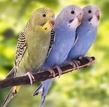 Wellensittiche zum zähmen, männlich / weiblich