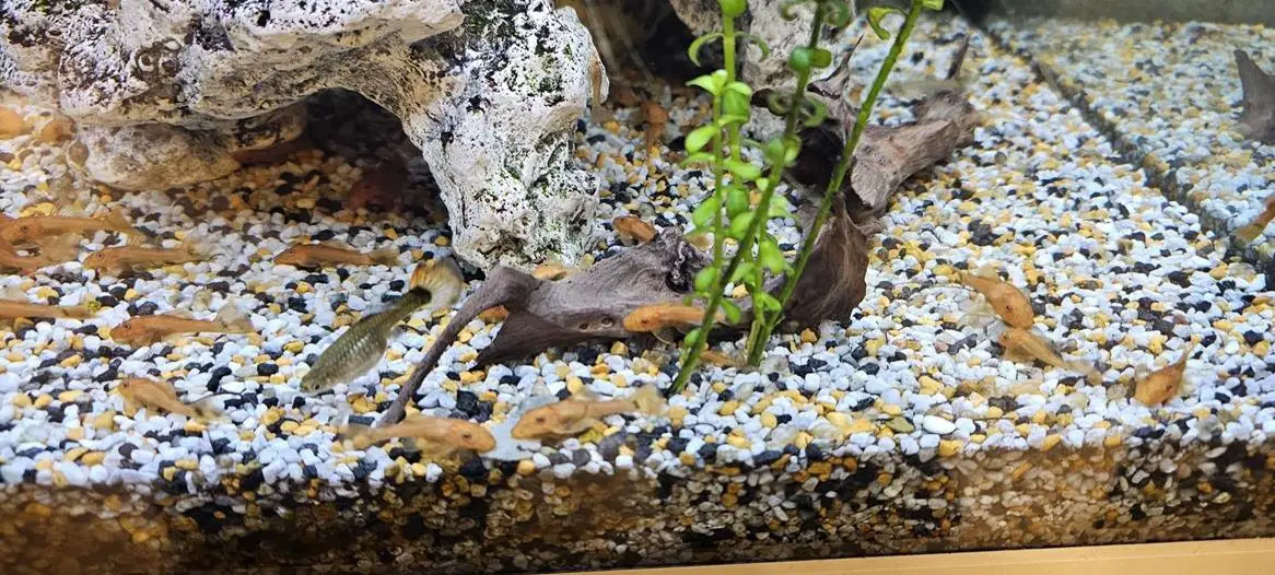 Rote Antennenwelse abzugeben