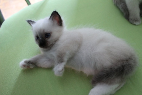 Chatons sacre de Birmanie disponibles