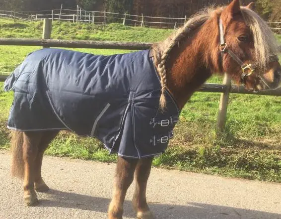 Neue Shetty Winterdecken 300g - 85cm, 95cm