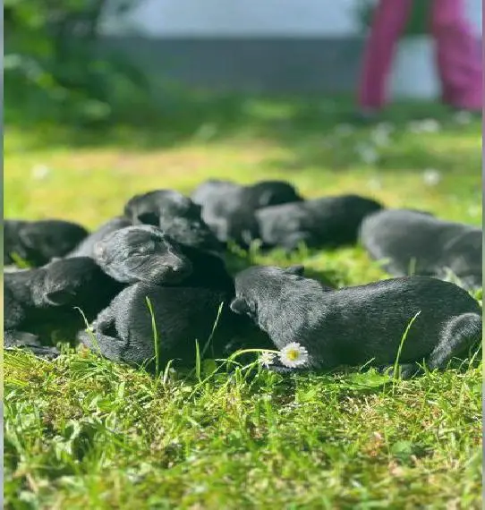 D. Schäferhundwelpen (Langstockhaar) zu verkaufen.