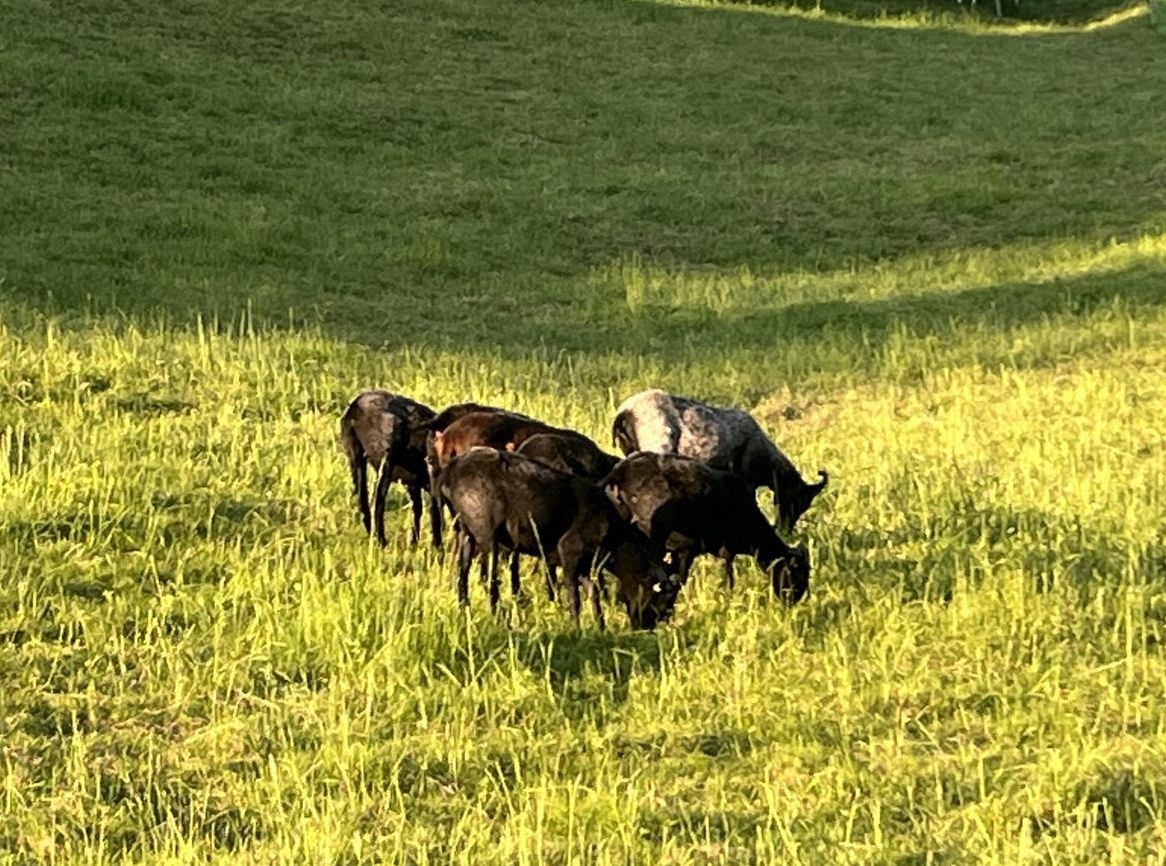 Heidschnucken Auen zu verkaufen