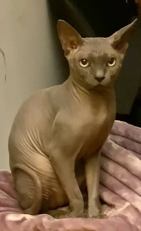 Canadian sphinx sphynx