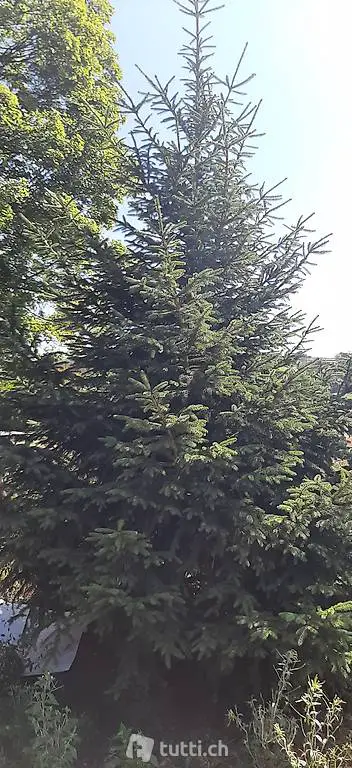 Zu verkaufen Picea abies