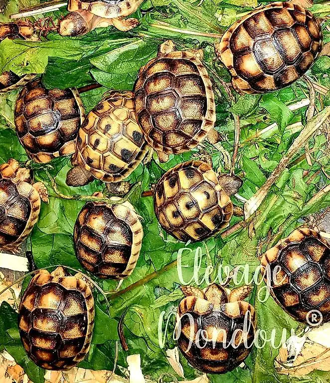 Bébes Tortue terrestre / Landschildkröten-Babies