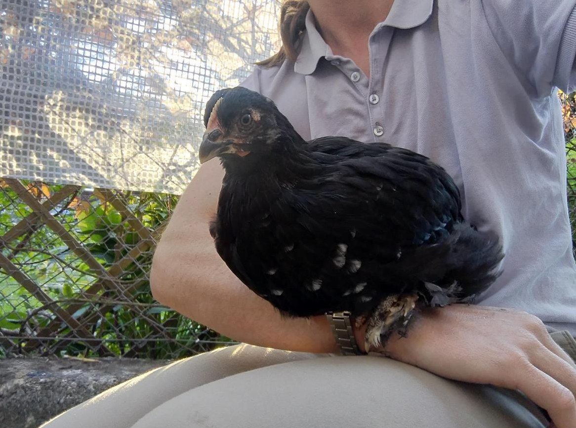 Grünleger Küken und Bruteier