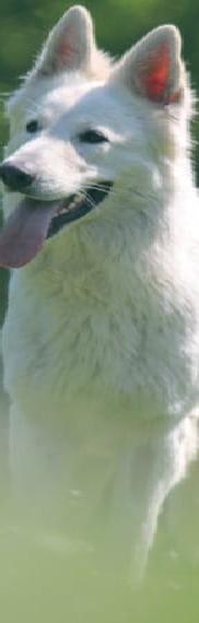 Weisser Schäferhund - Zuhause gesucht - Hündin Langstockhaar