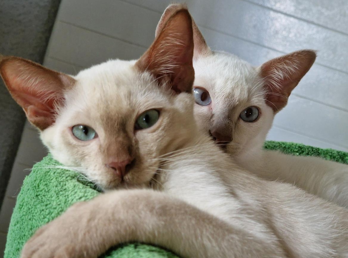 Tonkanesen Kitten mit Stammbaum (Siam x Burma) suchen Zuhause