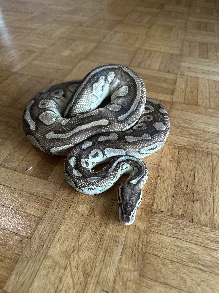 Python regius Butterpastel