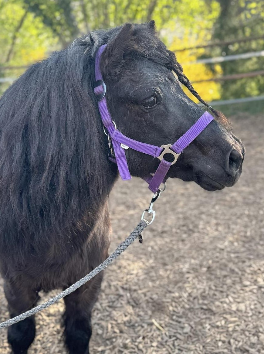 Hübscher lieber Shetty Wallach, sehr brav