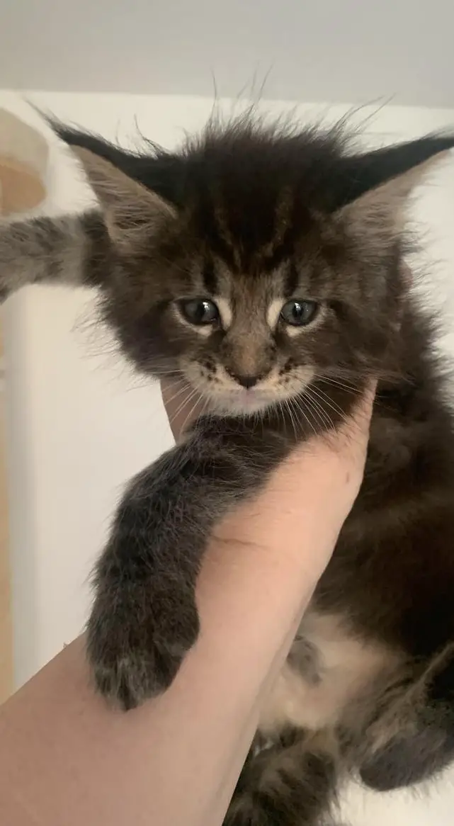 Maine Coon Kitten suchen neuen Wirkungskreis