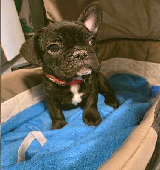 Achtung, AchtungWir haben 2 zauberhafte Französische Bulldoggen Welpen ab sofort abzugeben