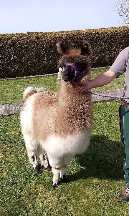 Lama Junghengst zu verkaufen (Wooly)