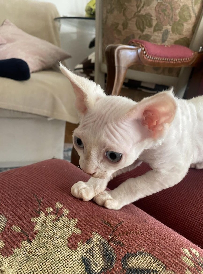 Junger Devon Rex Kater sucht ein Zuhause