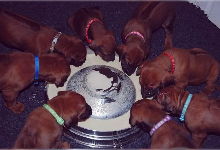 RHODESIAN RIDGEBACK WELPEN mit Papieren