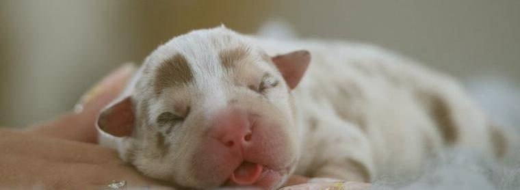 American Bully Welpen