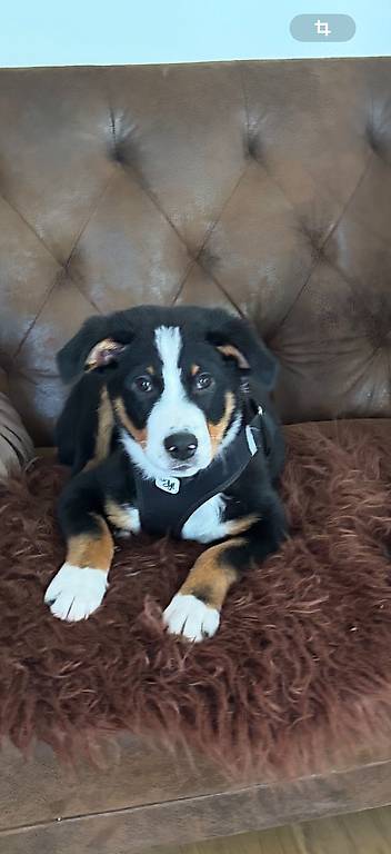 Sehr hübscher Labrador/Appenzeller Mischling 3 Mt alt