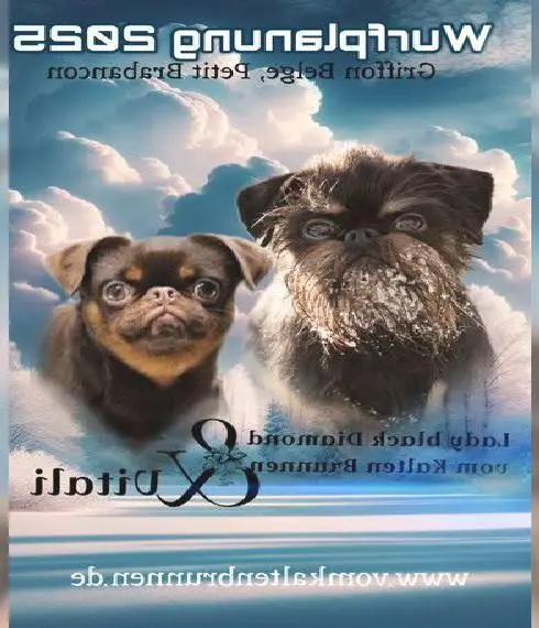 Zwerggriffon Welpen mit Ahnentafel