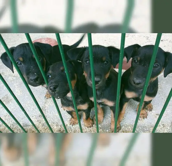 Jagdterrier Welpen abzugeben