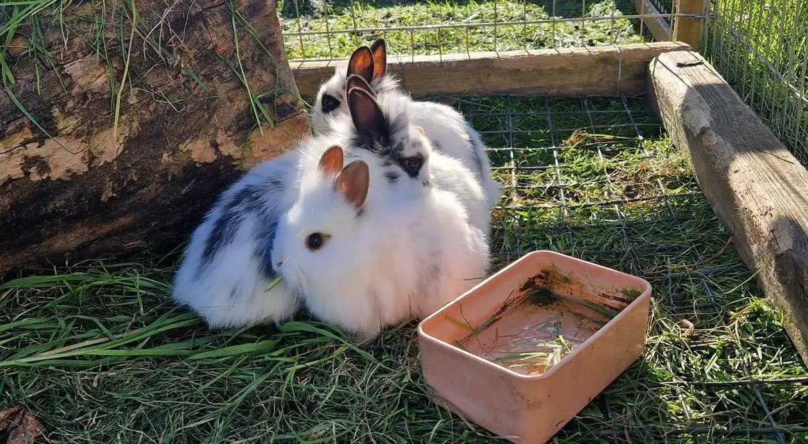 Junge Löwenköpfchen Zwerghäsli zu verkaufen