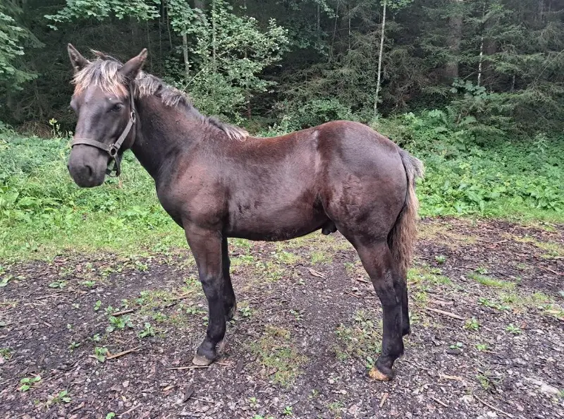 Noriker Rapp Hengstfohlen Winnetou