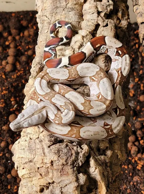 Boa constrictor constrictor, Surinam / Nordbrasilien