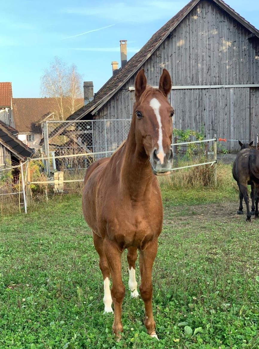 Suche Reitbeteiligung für zuverlässigen Wallach, ca. 2x pro Woche