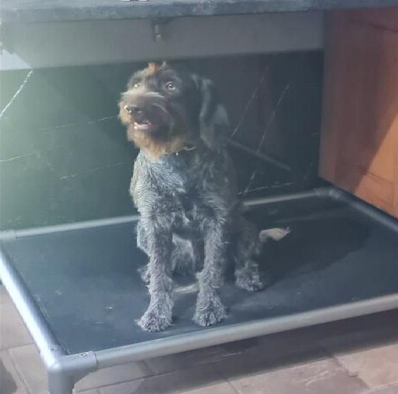 Deutsch Drahthaar Hündin mit VJP/ HZP / BP