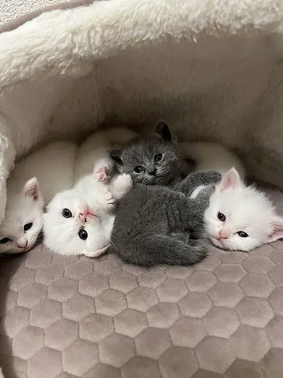 British Shorthair Kitten suchen ein liebevolles Zuhause