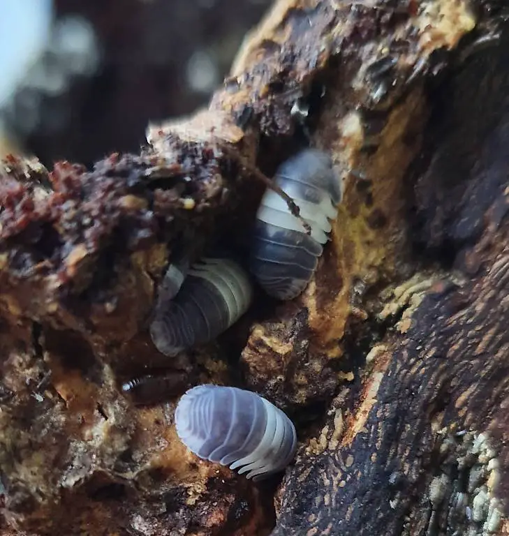 Asseln Abzugeben (Cubaris spec. Panda King)