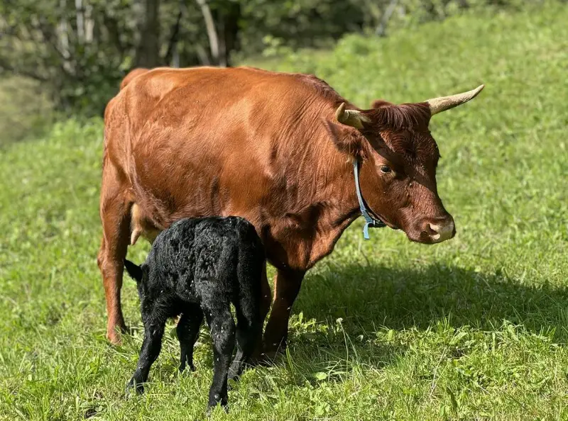 Mutterkühe mit Kälber + 1 Rind zu verkaufen