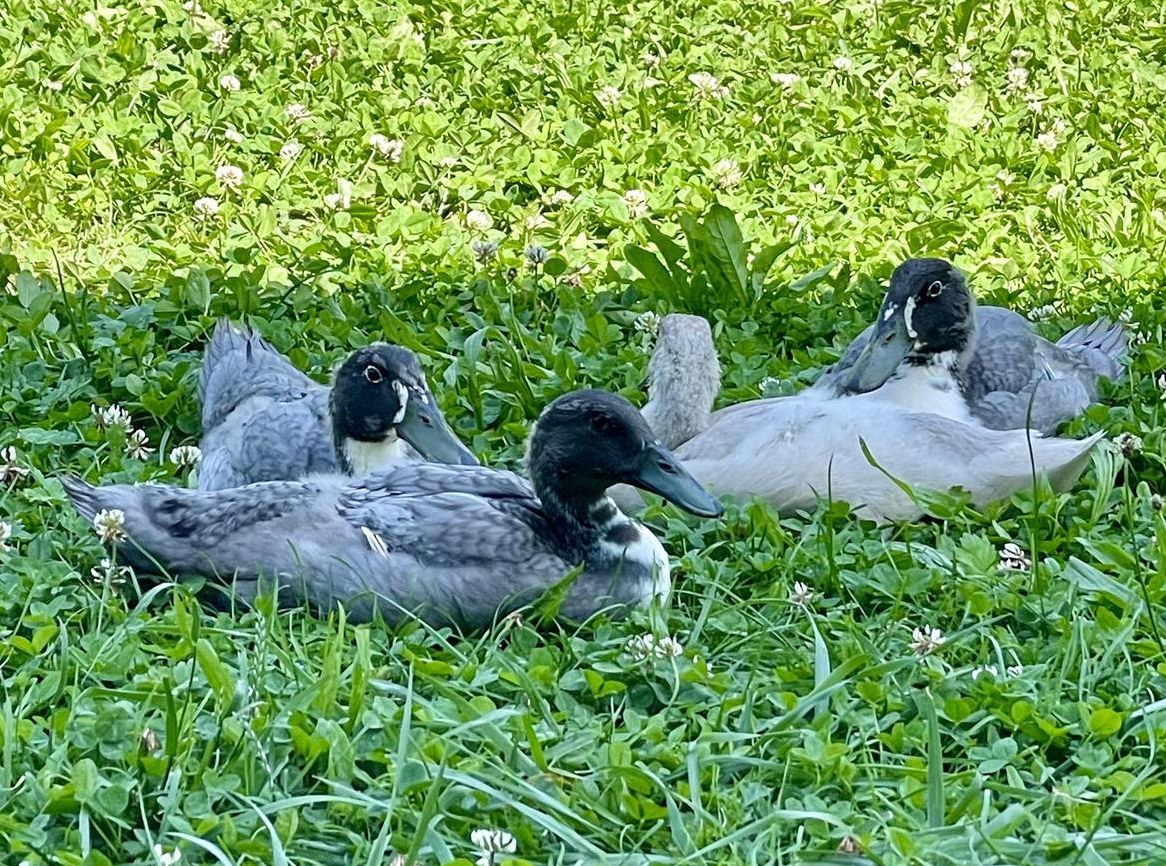 Laufenten wochenweise mieten