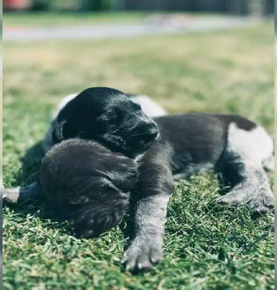 Deutsch Drahthaar Welpen