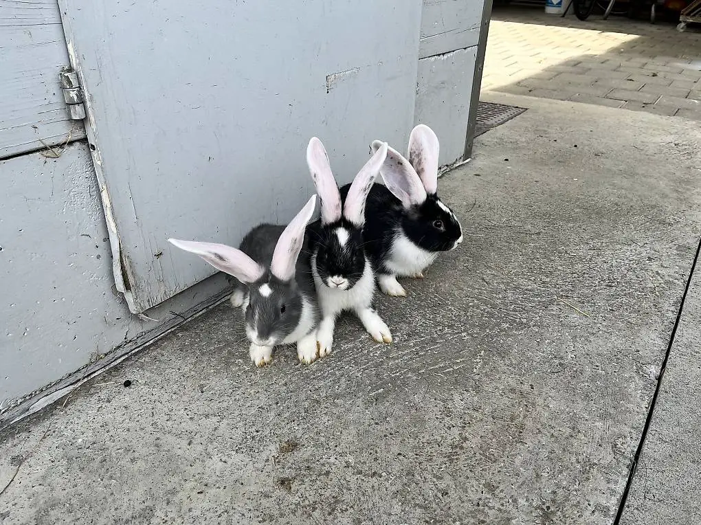 Deutsche Riesenkaninchen