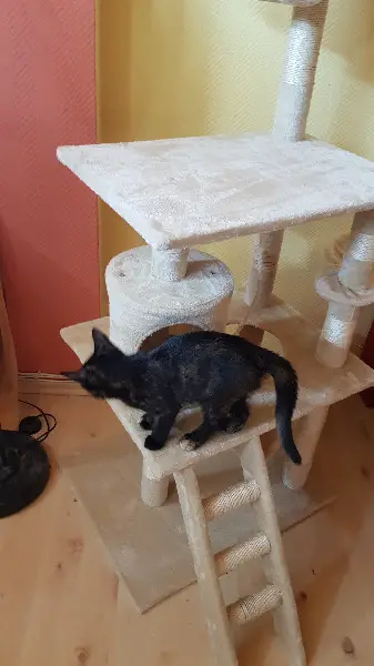 Katzenbetreuung, Katzenpension, Katzensitter, Katzen