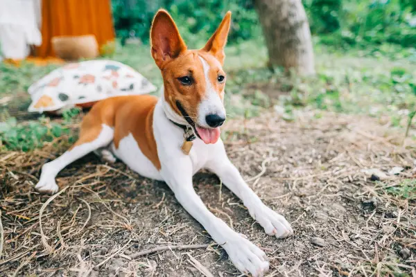 Familienfreundlicher Basenji zu verkaufen