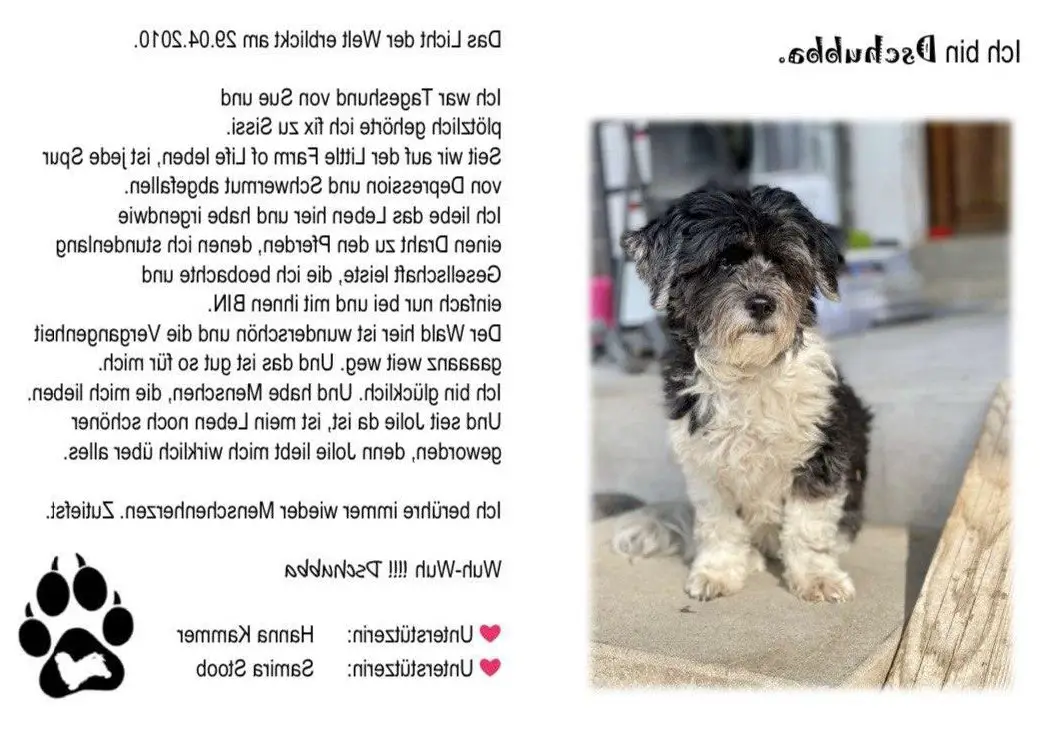 Hunde Patenschaft «Begegnungs- & Lebenshof Little Farm of Life»