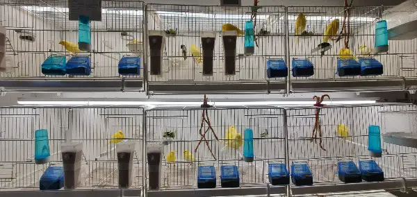 Verkaufe Kanarienvögel (männliche und weibliche)