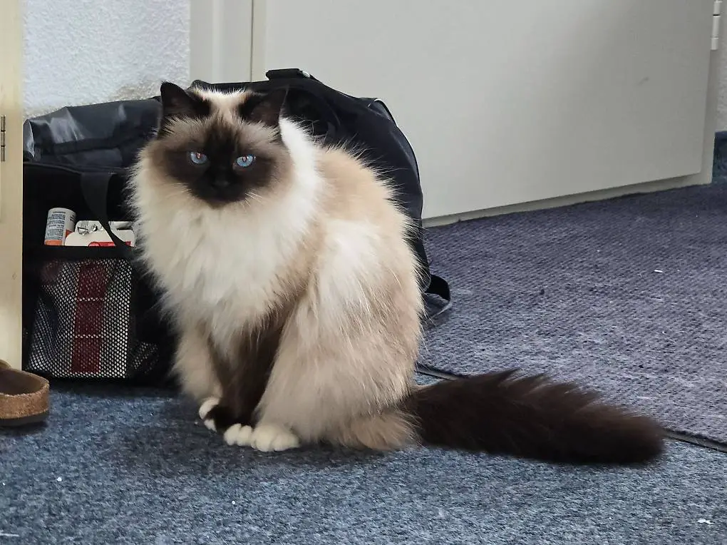 2 Heilige Birma abzugeben