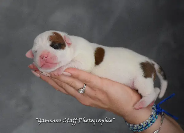Chiots Staffie LOF disponibles