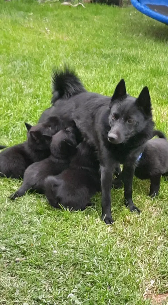 Schipperke Welpen mit Stammbaum
