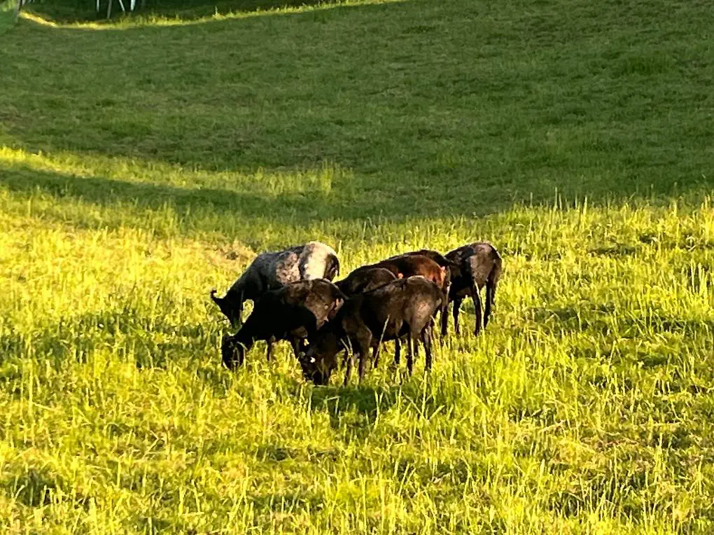 Zu verkaufen Heidschnucken Auen