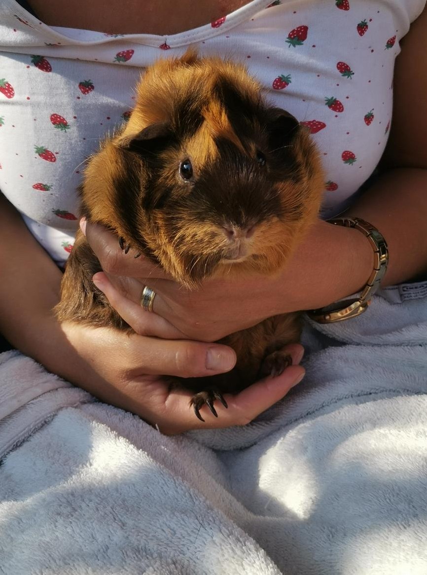 Rosetten Meerschweinchen Cuckie, frühkastriert