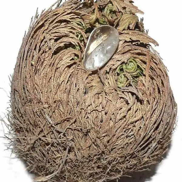  Rose von Jericho mit Bergkristall