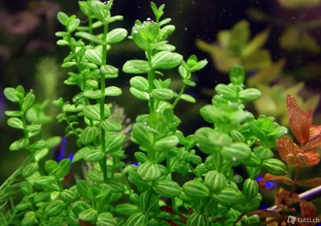 Lindernia rotundifolia Aquarium Pflanze