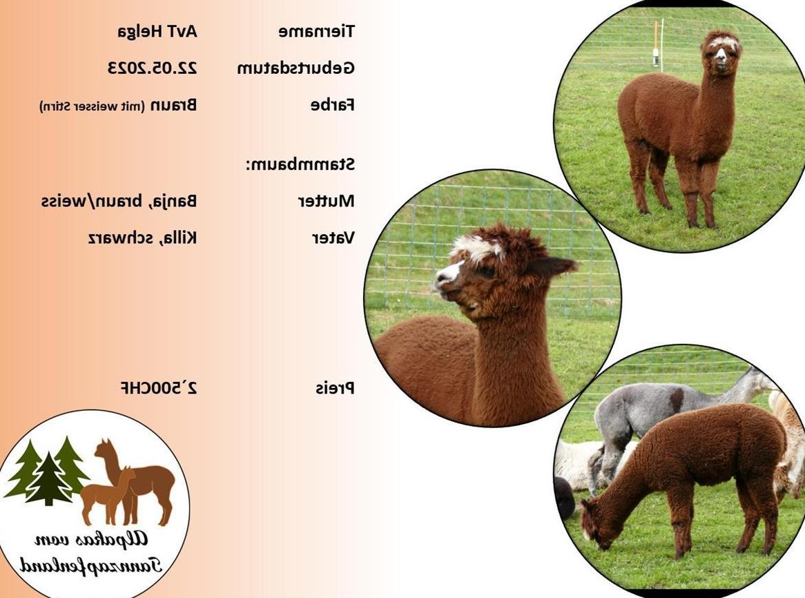 Alpaka Stute Helga zu verkaufen