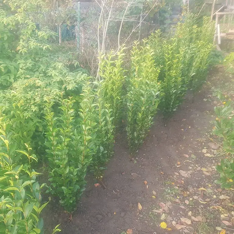 Ovalblättriger Liguster