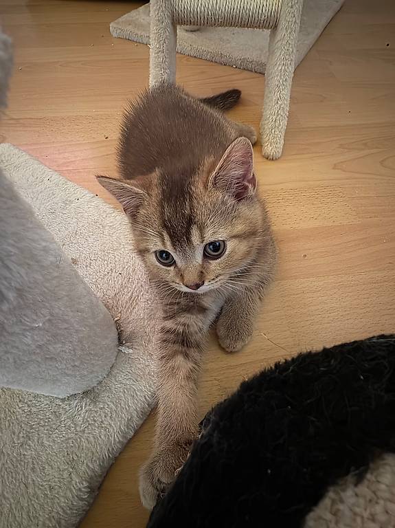Britisch Kurzhaar Kitten