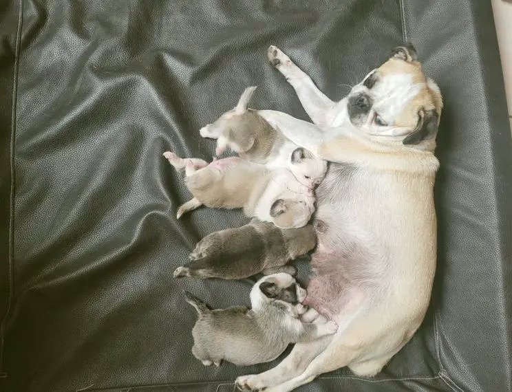 Wunderschönen Retromops welpen